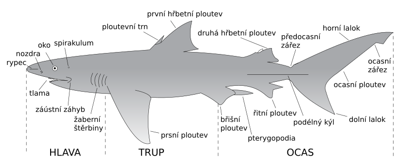 File:Žralok a jeho části - diagram.svg