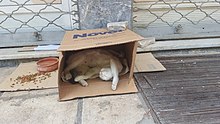 Γατάκι στο κουτί