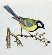 Category:Parus major (illustrations) - Wikimedia Commons