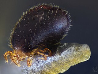 <i>Ophionyssus natricis</i> Species of mite