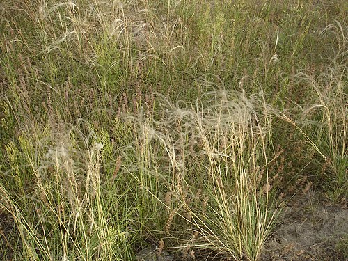 Feather grass #2