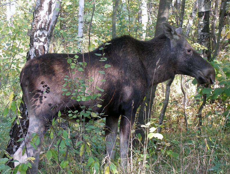 File:Лосиха-Elk cow - panoramio.jpg