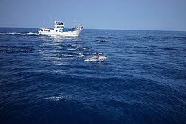 イルカの群れ - panoramio (4).jpg