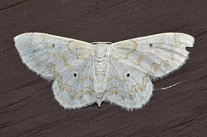 - 7123 – Idaea obfusaria – Rippled Wave Moth (19885102322).jpg