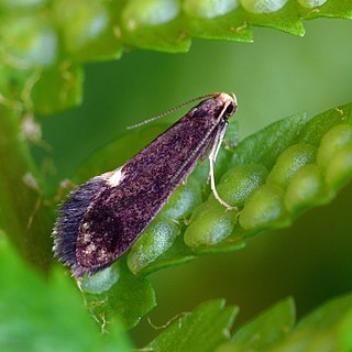 <i>Psychoides filicivora</i> Species of moth