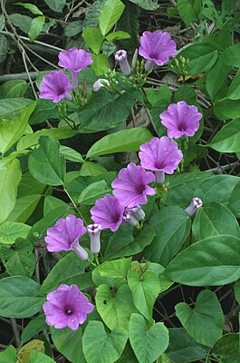 Ipomoea squamosa