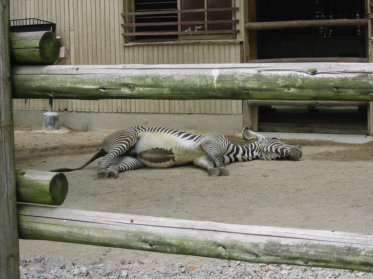 File:2004 Zebra lying on its side Tokyo Japan.JPG - Wikimedia Commons