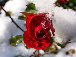 2007 rote Rose