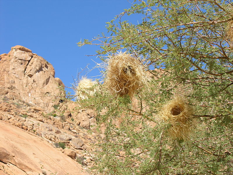 File:2008-06-28 09-56-58 Namibia Erongo Nainais.JPG