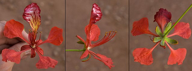 Frontal, lateral and rear views of a flower