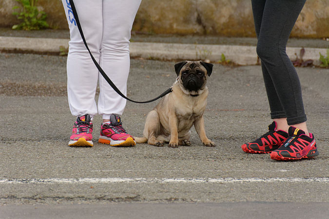 Un des spectateurs (Franck le dog, du film Men In Black).