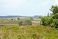 20160526 Elspeetsche Heide1.jpg