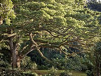 4. Platz: Regenbaum (Samanea saman syn. Albizia saman) auf Martinique, Frankreich