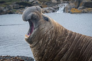<span class="mw-page-title-main">Southern elephant seal</span> Species of marine mammal