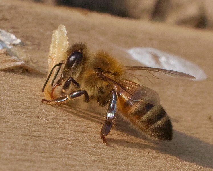 File:2022-08-16 16-25-46 abeilles.jpg