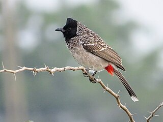 <span class="mw-page-title-main">Red-vented bulbul</span> Species of bird