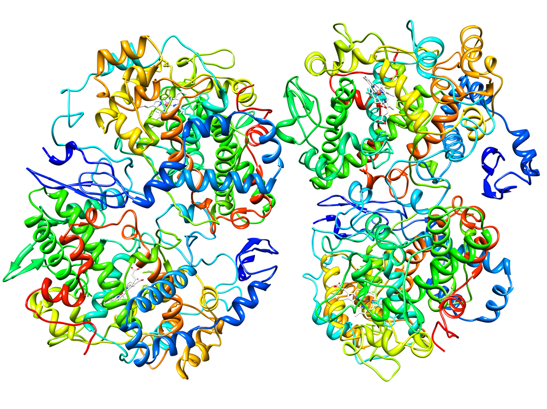 Cyclooxygénase 2