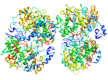 Modèle tridimensionnel de l'enzyme