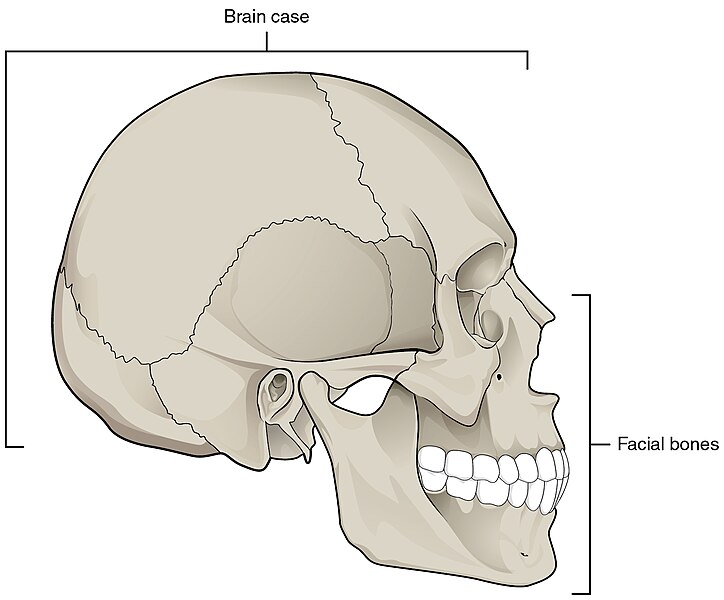 File:703 Parts of Skull-01.jpg