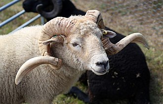 A Portland ram at Shipley, West Sussex, England A Portland ram at Shipley, West Sussex, England.JPG