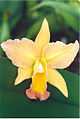 A and B Larsen orchids - Brassolaeliocattleya Bouton Dor Lewis 709-17.jpg