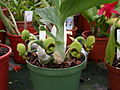 A and B Larsen orchids - Catasetum tenebrosum female Dscn3259.jpg