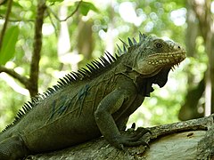 Iguane antillais.