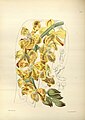 Vandopsis gigantea (as syn. Vanda gigantea) plate 142 in: James Bateman: A Second Century of Orchidaceous Plants London (1867)