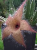 Vignette pour Stapelia