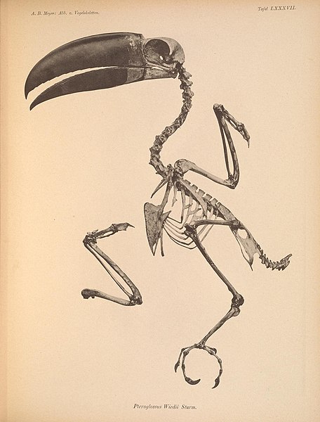 File:Abbildungen von Vogel-Skeletten (Tafel LXXXVII) (6835690418).jpg