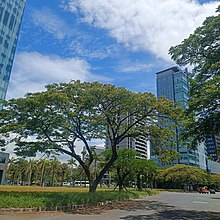 Acacia Tree in the City.jpg
