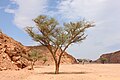 Acacia in Ein Khadra Desert Oasis 00 (87).jpg