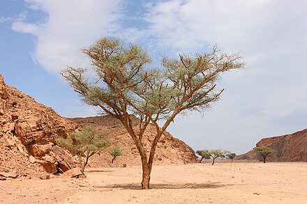 Acacia in Ein Khadra Oasis, Nuweiba