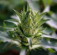 Acanthus balcanicus.jpg