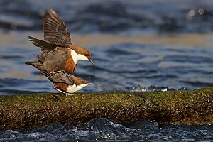 Cinclus Cinclus: Etimologia, Descrizione, Biologia