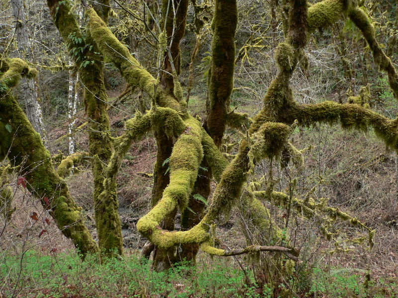 File:Acer macrophyllum 1214.JPG