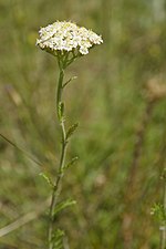 Miniatura para Achillea odorata