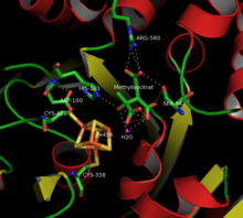 Modèle tridimensionnel de l'enzyme