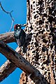 Acorn Woodpecker with Hoard.jpg