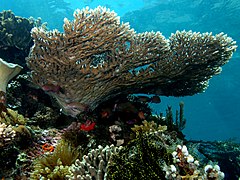 Трапезен корал Acropora latistella