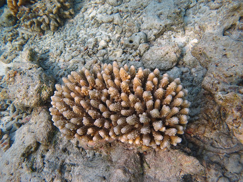 File:Acropora lutkeni Maldives.jpg