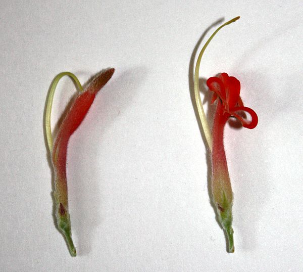 Flower of A. sericeus, before (left) and after (right) anthesis