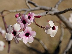 Adenium boehmianum flowers (desert rose)