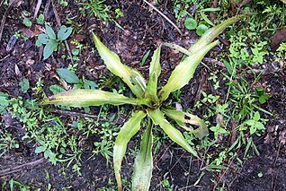 <i>Aechmea veitchii</i> Species of flowering plant