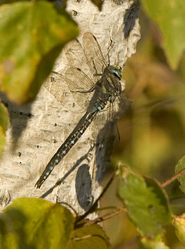 Aeshna palmata