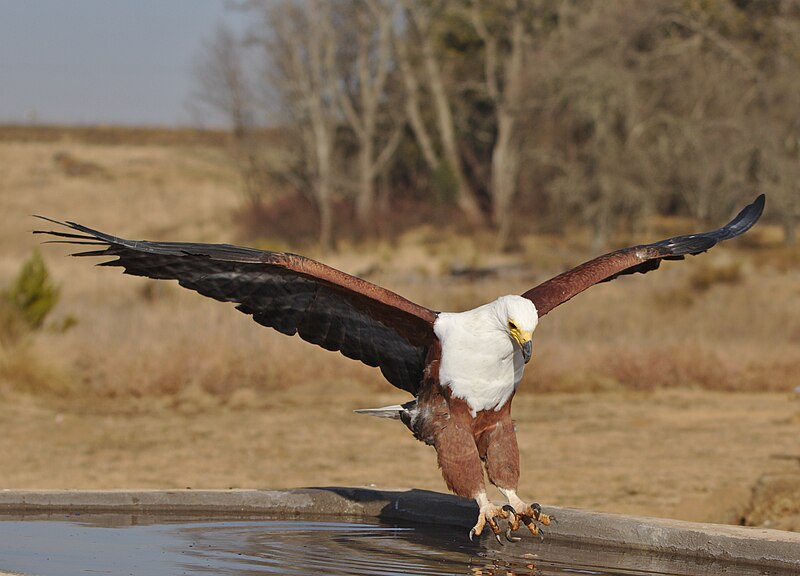 File:African fish eagle, Haliaeetus vocifer, at Dullstroom Bird of Prey & Rehabilitation Centre (captive, tame, flown). (48431972706).jpg