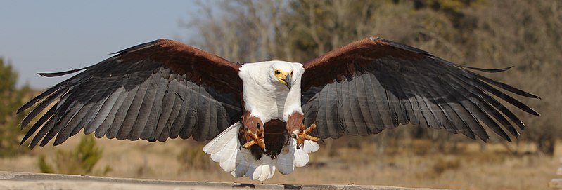 File:African fish eagle, Haliaeetus vocifer, at Dullstroom Bird of Prey & Rehabilitation Centre (captive, tame, flown). (48439735801).jpg