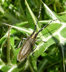 An Agapanthia cynarae longhorn beetle in Galicica National Park [mk] Agapanthia cynarae 8142817.jpg
