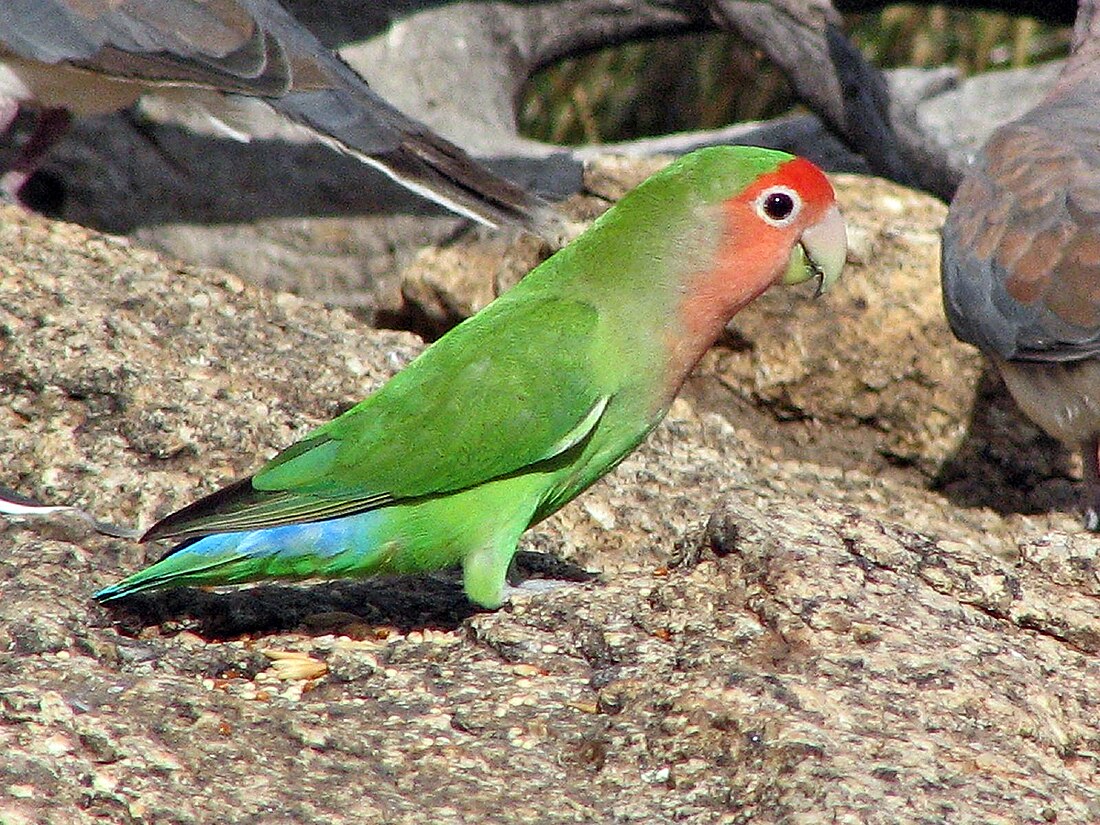 File:Agapornis roseicollis -Namibia-8.jpg