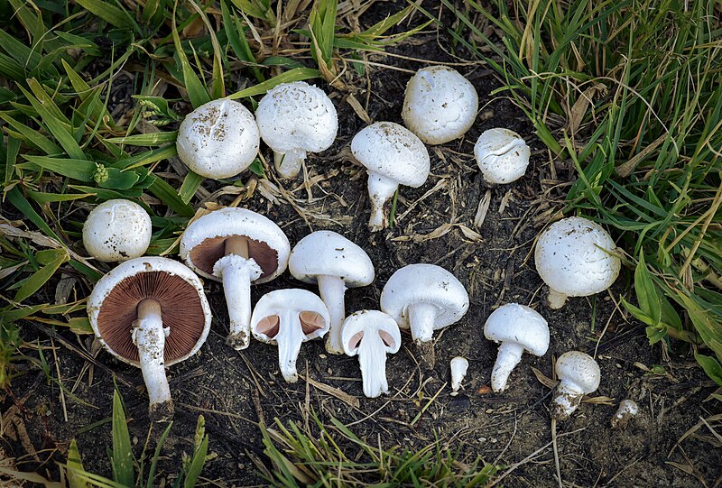 Agaricus - Wikipedia